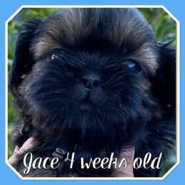 Jace - Sable male Shih Tzu puppy in Chico, California from North State Shih tzus
