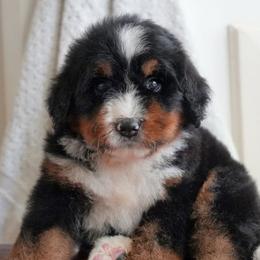 Etienne - Tri-color male Bernedoodle puppy in Folsom, Louisiana from DoodlesFarmCo
