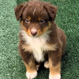 Rooster - Red tri male Miniature Australian Shepherd puppy in Spirit Lake, Idaho from Gemstone Ridge Mini Aussies