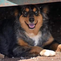 Coonie`` - Australian Shepherd