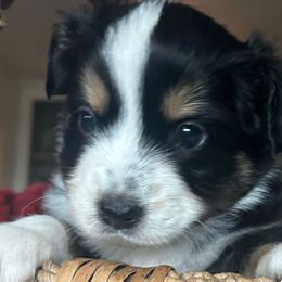 Cocoa - Black tri male Miniature Australian Shepherd puppy in Shingle Springs, California from Dream Dog Mini Aussies