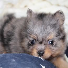 AKC Onyx - Black and tan male Pomeranian puppy in Albany, Indiana from Hatz Off Puppies