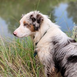 Draco - Miniature Australian Shepherd