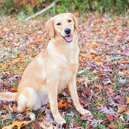 Ivy - Golden Retriever