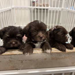 Havanese Puppies from Havanese on the Hill