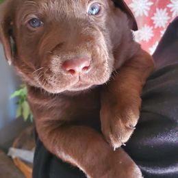 Labrador Retriever Puppies from Winchester Kennels