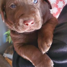 Labrador Retriever Puppies from Winchester Kennels