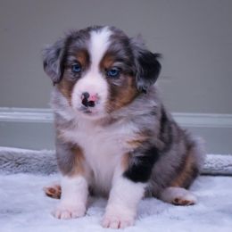 Cranberry - Blue merle male Miniature American Shepherd puppy in Central Islip, New York from Fifth Avenue Australian Shepherds