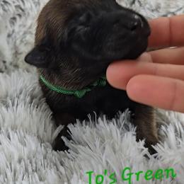 Jo's Green - Mahogany male Belgian Malinois puppy in Berry, Alabama from North River k9