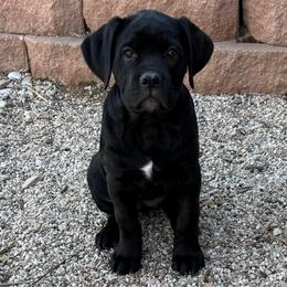 Cupid - Black female Cane Corso puppy in Utah from 3Lake Kennelz
