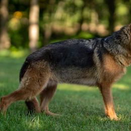 Cheese - German Shepherd