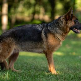 Cheese - German Shepherd