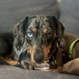 Frankie - Dachshund
