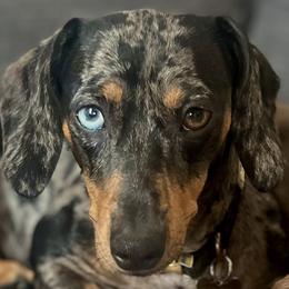 Frankie - Dachshund