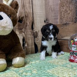 Vixen - Aussiedoodle puppy from H & A Kennels