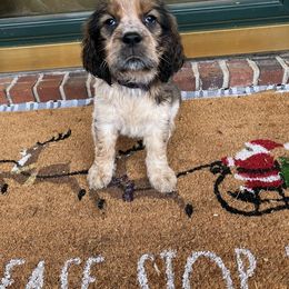 English Springer Spaniel Puppies from Sweet Southern Spaniels