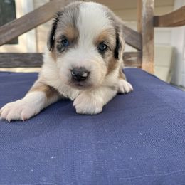 Australian Shepherd Puppies from J&J Aussies