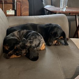 Dachshunds from Jovi and Rose