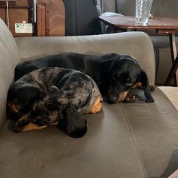 Dachshunds from Jovi and Rose