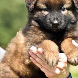 Belgian Malinois and xDutch Shepherd Puppies from Ruach Kaizen Malinois