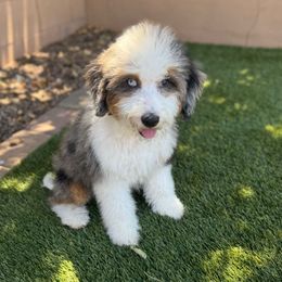 Purple girl sherbet - Merle female Bernedoodle puppy in Mesa, Arizona from Desert Sheepies and Doodles