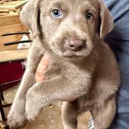 Rusty - Silver male Dilute Retriever puppy in Somerset, Pennsylvania from Chickentown Labradors