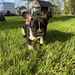 Joesph - Black and white male French Bulldog puppy in Pocomoke, Maryland from Black Water Frenchies