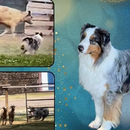 Jonah - Australian Shepherd