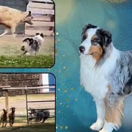 Jonah - Australian Shepherd