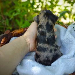 Companion Cross, Havanese, Mal-Shi, Maltese, Maltipoo, Morkie, and Shih Tzu Puppies from Seeking Shalom Acres Maltese, Maltipoos & Havamalts