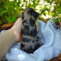 Companion Cross, Havanese, Mal-Shi, Maltese, Maltipoo, Morkie, and Shih Tzu Puppies from Seeking Shalom Acres Maltese, Maltipoos & Havamalts