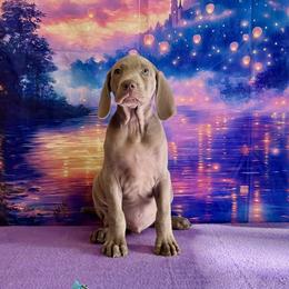 Gus - Silver gray male Weimaraner puppy in Aitkin, Minnesota from Whispering’s GunDogs
