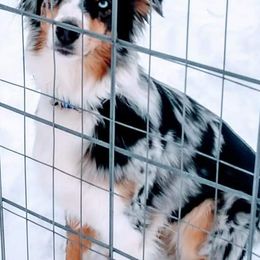 Australian Shepherds from G2 Whitetails