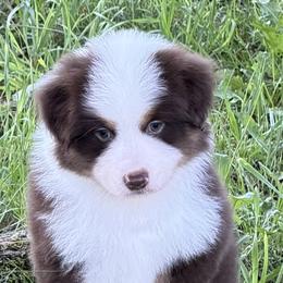 PATRIOT - Red tri-color male Miniature American Shepherd puppy in Nolensville, Tennessee from Sweetheart Miniature American Shepherds