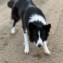 Border Collies from Shepherd’s Pride
