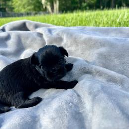 Ember - Black female Shih Tzu puppy in Geneva, Florida from Shih Tzu’s Creek