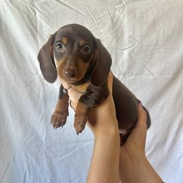 Dachshund Puppies from KCK9 Dachshunds