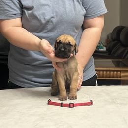 Pink Girl - Fawn female Great Dane puppy in Thomaston, Georgia from Strebor Great Danes