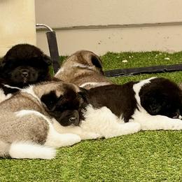 Akita Puppies from SunDevil Akitas
