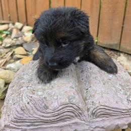 Male 2 - Black and tan male German Shepherd puppy in Leon, West Virginia from Heart2Heart Kennels