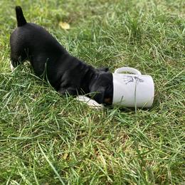 Rat Terrier Puppies from Hawthorne Terriers