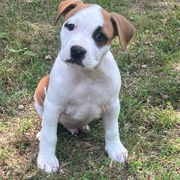 Derry - Red male American Staffordshire Terrier puppy in Marietta, Georgia from Ambition Amstaffs