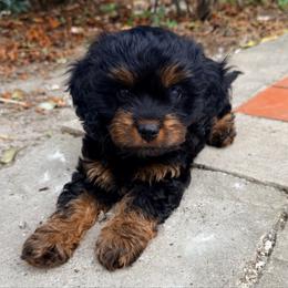 Boots - Black and tan male Cavapoo puppy in Cameron, South Carolina from Sassy Sailor & Company