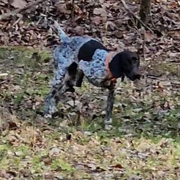 Chief - German Shorthaired Pointer