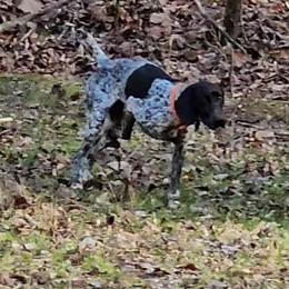 Chief - German Shorthaired Pointer