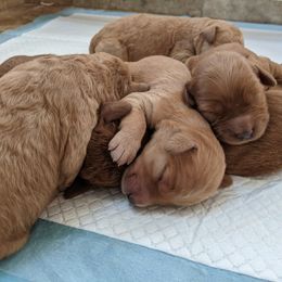Goldendoodle Puppies from Rocks & Roses Doodles