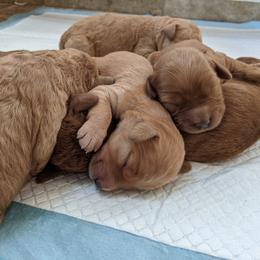 Goldendoodle Puppies from Rocks & Roses Doodles