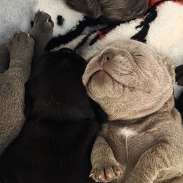 French Bulldogs from Burger's Pups