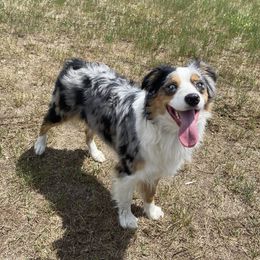 Australian Shepherds from OlivFos Australian Shepherds