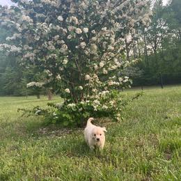 Pumpkin - Cream female Goldendoodle puppy in Louisburg, North Carolina from Lakes Golden Doodles